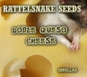 DOBLE QUESO RATTELSNAKE SEEDS