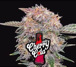 Cherry Cola Auto Un zumo de cerezas con un 29,936% de cannabinoides 420 FAST BUDS