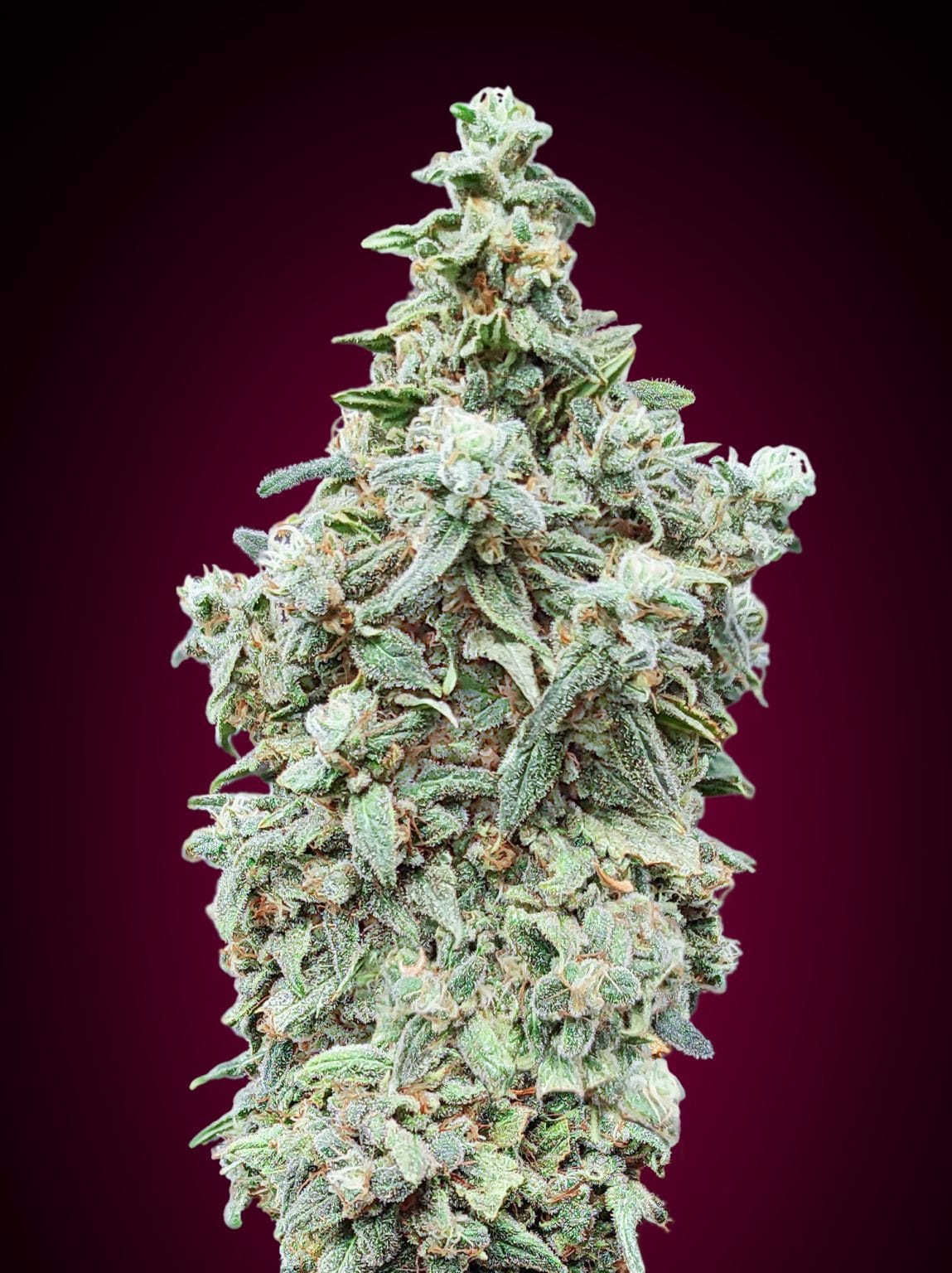 Cherry Pie ADVANCED SEEDS