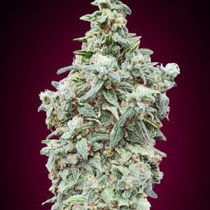 Cherry Pie ADVANCED SEEDS