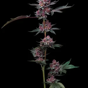 Cherry Poppers 3 semillas