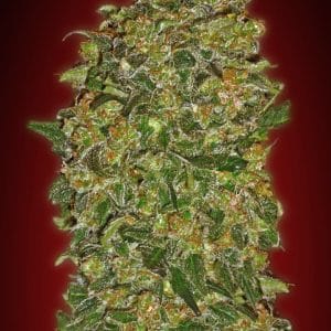 Chocolate Kush