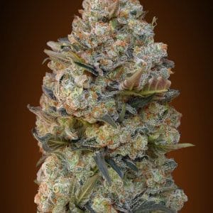 Chocolate Skunk