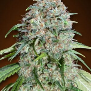 Chocolate Skunk CBD