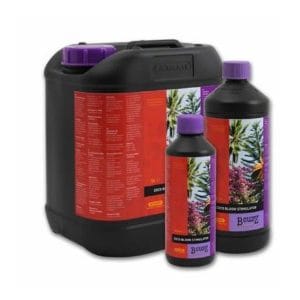 BLOOM STIMULATOR COCO