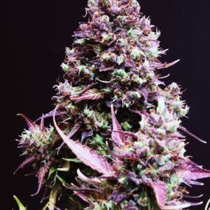Cream Caramel Auto