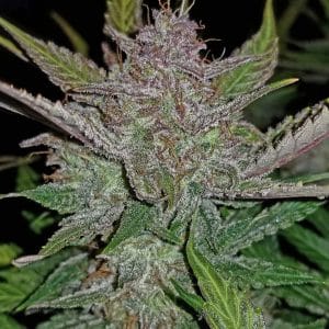 Cream Cookies Auto 420 FAST BUDS