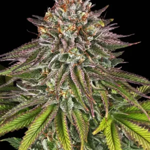 CRITICAL KUSH STRAIN