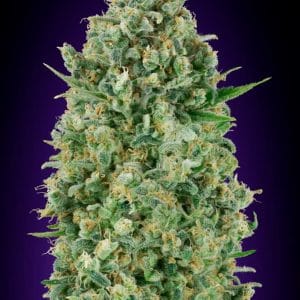 Critical Poison