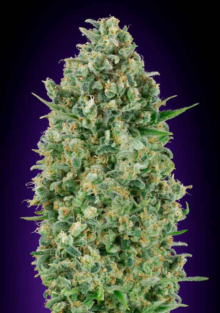 Critical Poison