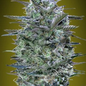 Critical Lemon