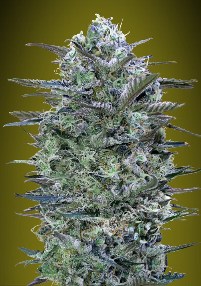 Critical Lemon