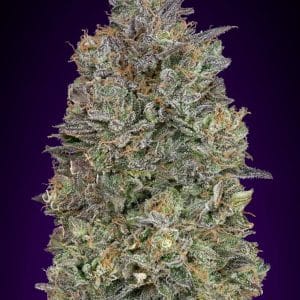 Critical Purple Kush ADVANCED SEEDS