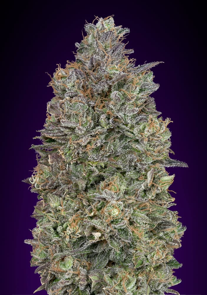 Critical Purple Kush ADVANCED SEEDS