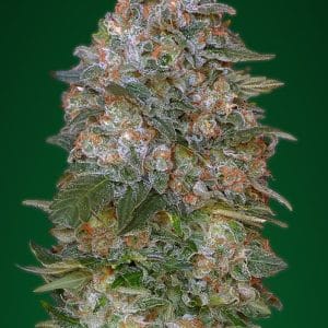 Critical Somango ADVANCED SEEDS