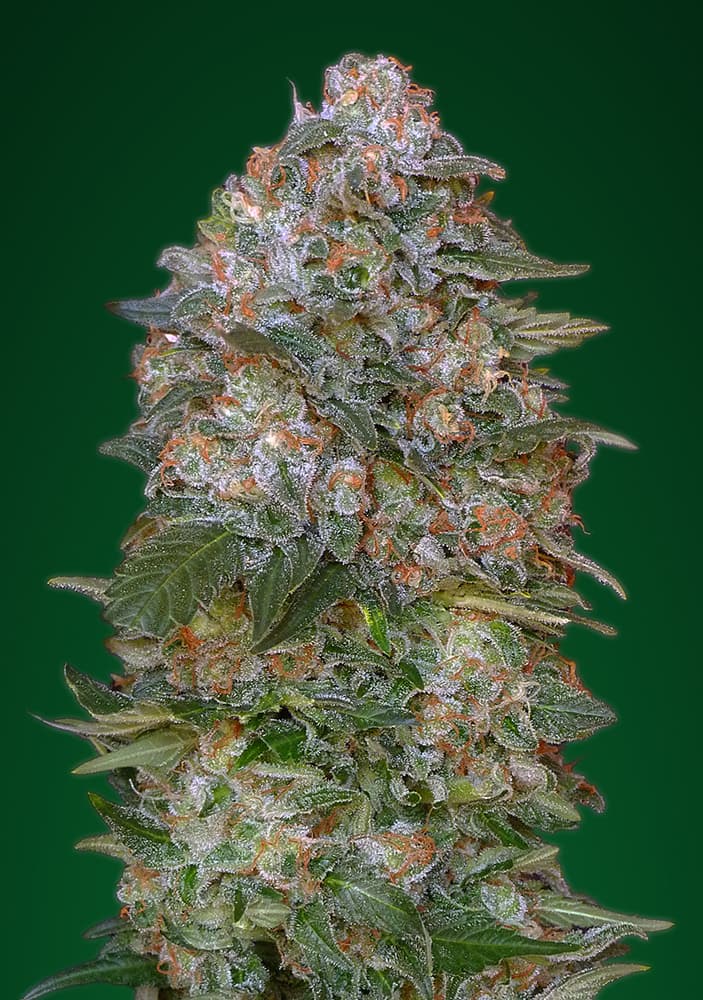 Critical Somango ADVANCED SEEDS