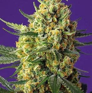 Crystal Candy XL Auto
