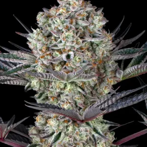 DOS SI DOS 33 STRAIN