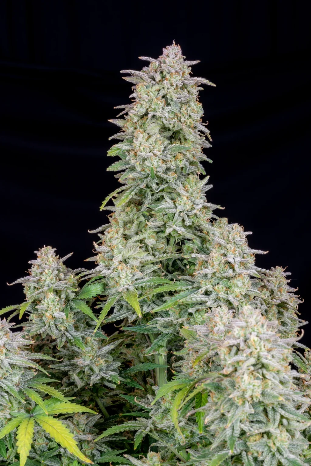Forbidden Runtz Auto 420 FAST BUDS - Imagen 2