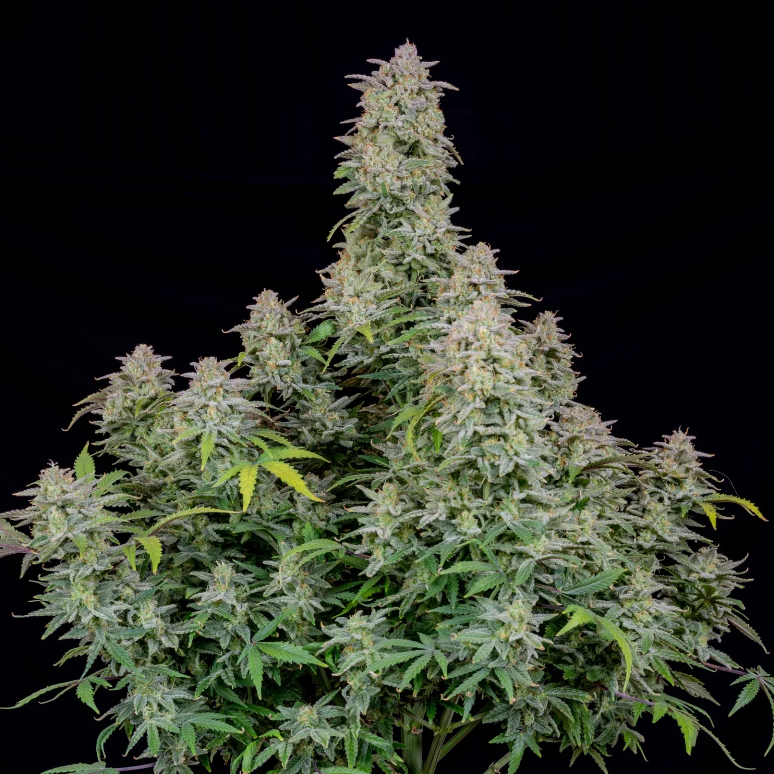 Forbidden Runtz Auto 420 FAST BUDS - Imagen 3
