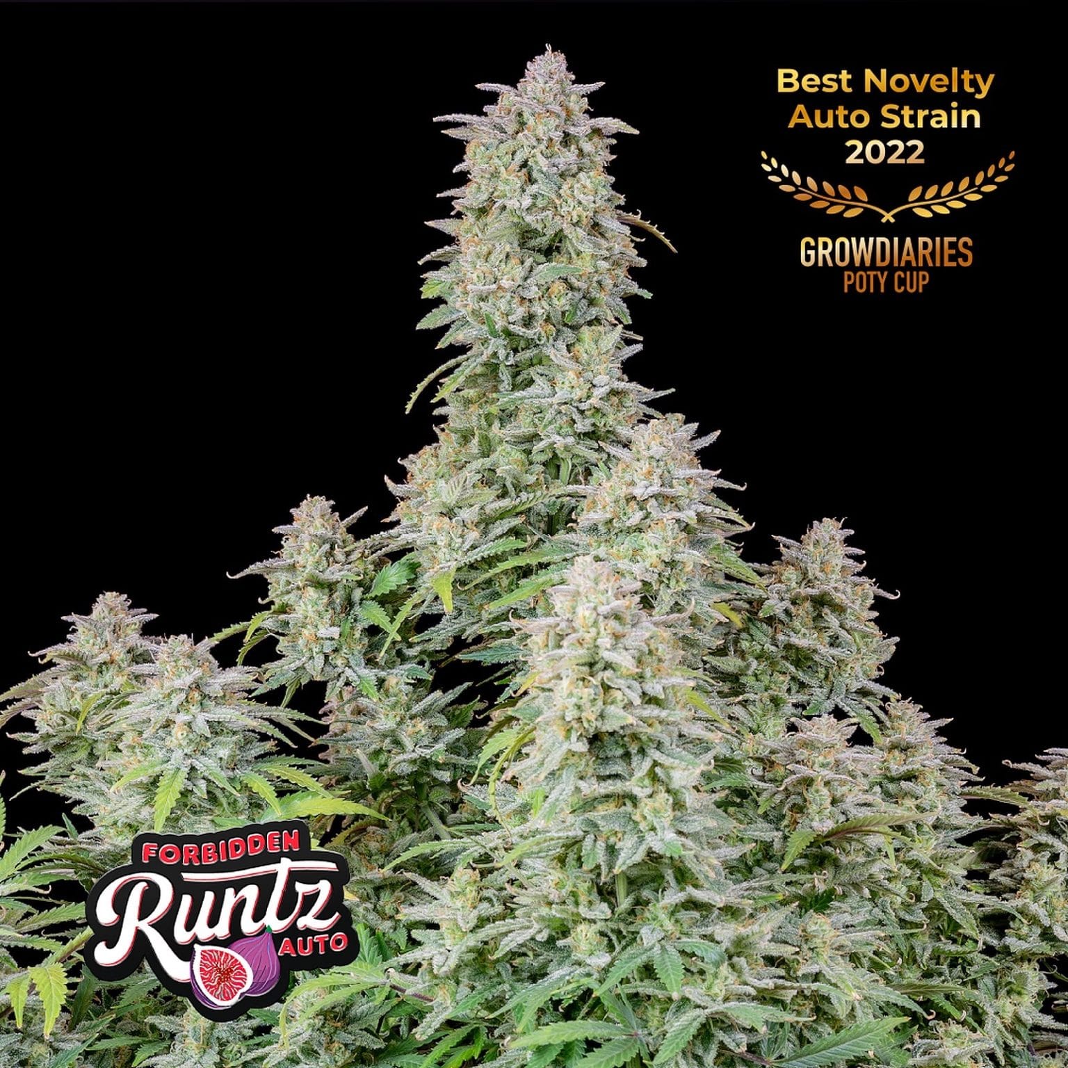 Forbidden Runtz Auto 420 FAST BUDS