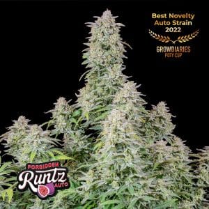 Forbidden Runtz Auto 420 FAST BUDS