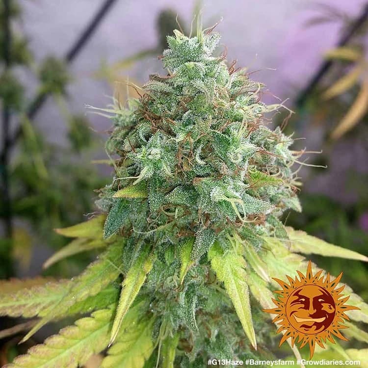 G13 HAZE STRAIN - Imagen 2