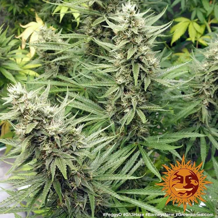 G13 HAZE STRAIN - Imagen 3