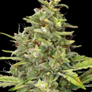 G13 HAZE STRAIN