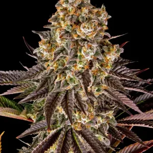GELATO #45 STRAIN