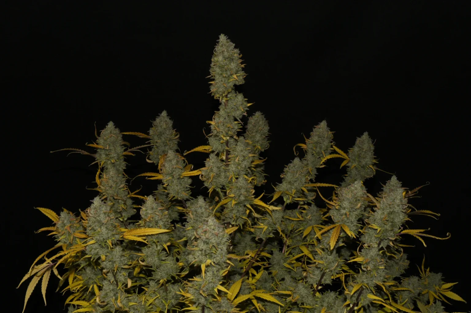 Gelato Auto Una de nuestras variedades más potentes hasta la fecha. Un 26 % de THC en los informes de laboratorio, y unos sabores a helado inconfundibles. 420 FAST BUDS - Imagen 2