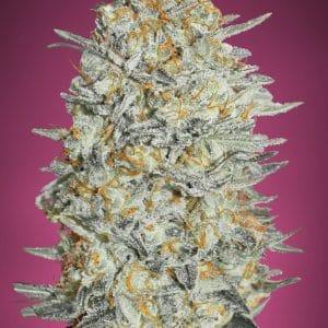 Gelato #33 ADVANCED SEEDS