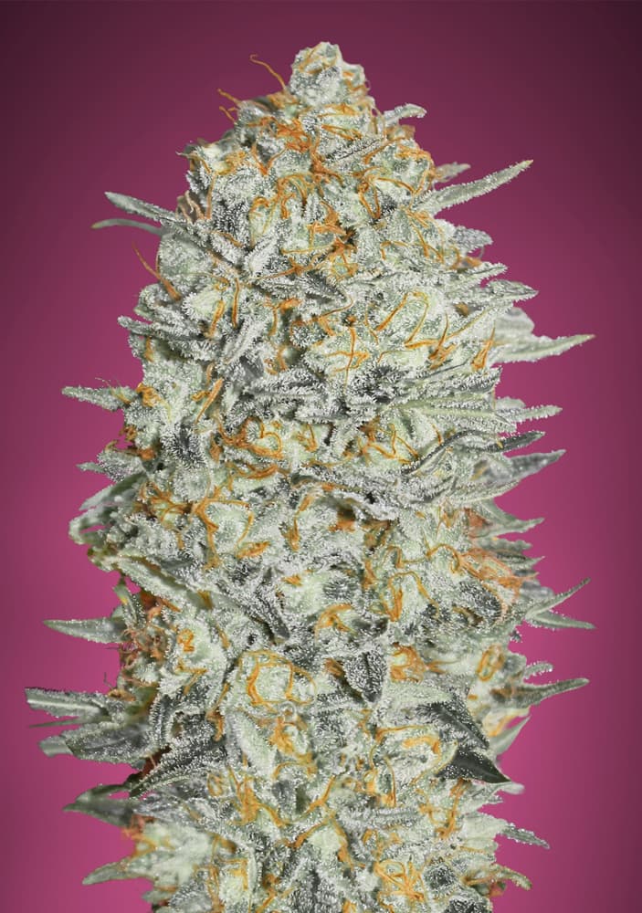 Gelato #33 ADVANCED SEEDS