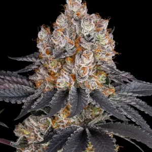 GELATO STRAIN