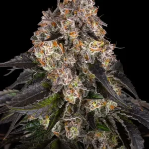 GIRL SCOUT COOKIES STRAIN