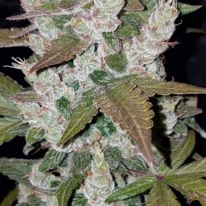 Girl Scout Cookies Auto Una de las mejores variedades californianas de todos los tiempos. 420 FAST BUDS