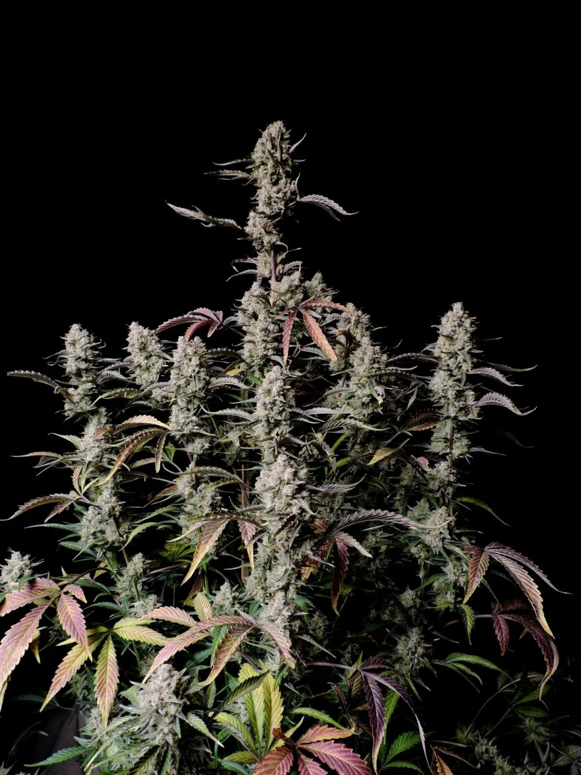 Gorilla Zkittlez Auto Ganadora de Dabadoo Brasil 2022: nuestra variedad más sabrosa con un récord de 29,845% de cannabinoides totales. 420 FAST BUDS - Imagen 2
