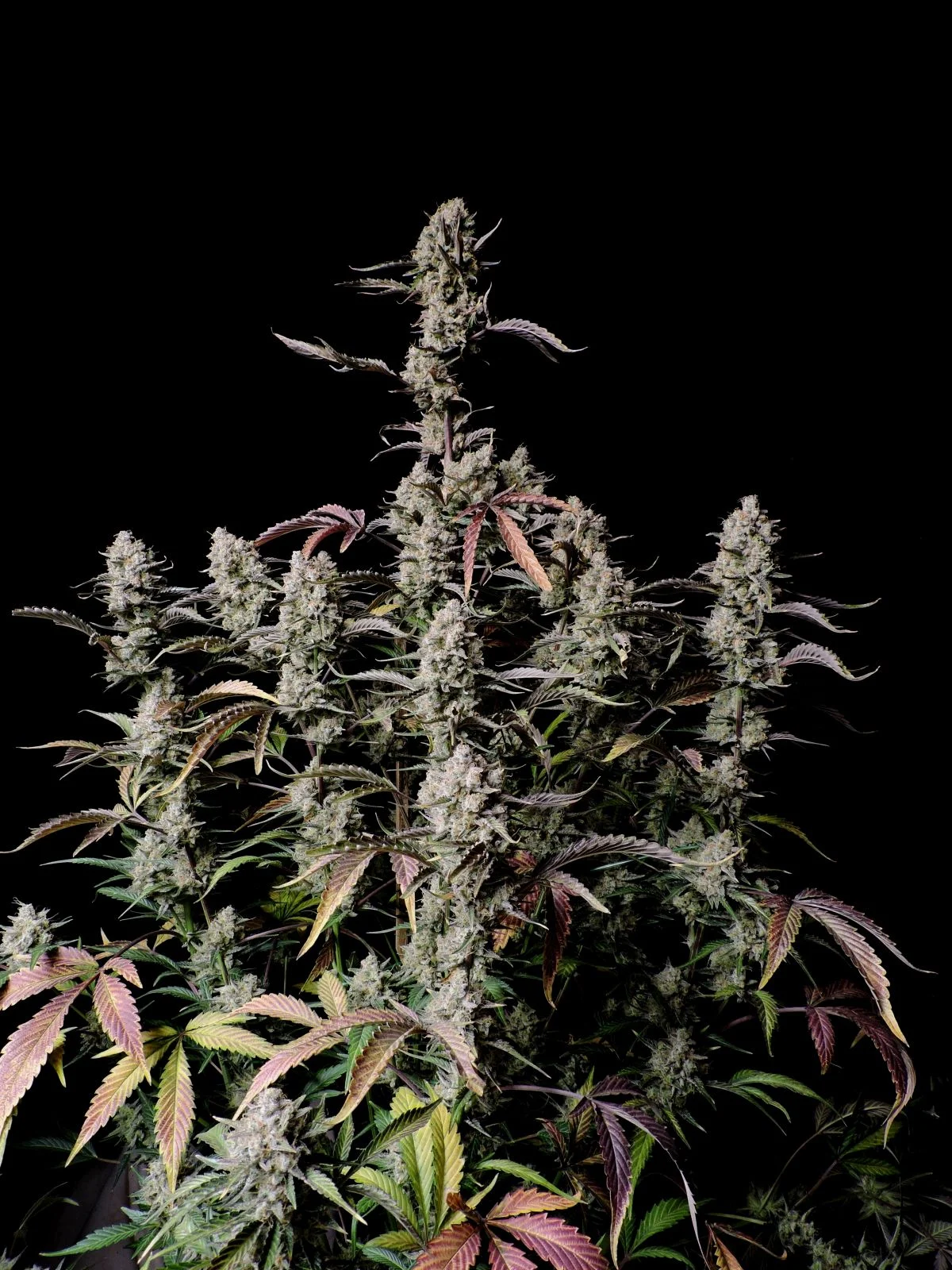 Gorilla Zkittlez Auto Ganadora de Dabadoo Brasil 2022: nuestra variedad más sabrosa con un récord de 29,845% de cannabinoides totales. 420 FAST BUDS