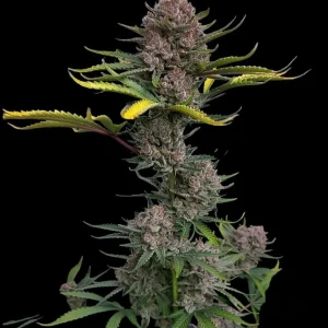 Gorilla Punch Auto Ganadora de la American Autoflower Cup 2023. 420 FAST BUDS