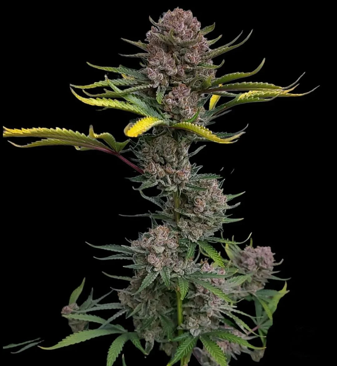 Gorilla Punch Auto Ganadora de la American Autoflower Cup 2023. 420 FAST BUDS