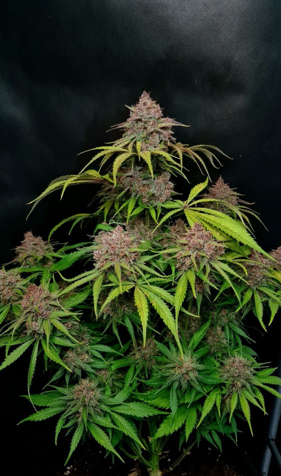 Gorilla Punch Auto Ganadora de la American Autoflower Cup 2023. 420 FAST BUDS - Imagen 2