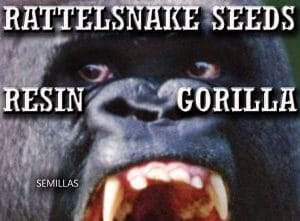 GORILLA RATTELSNAKE SEEDS
