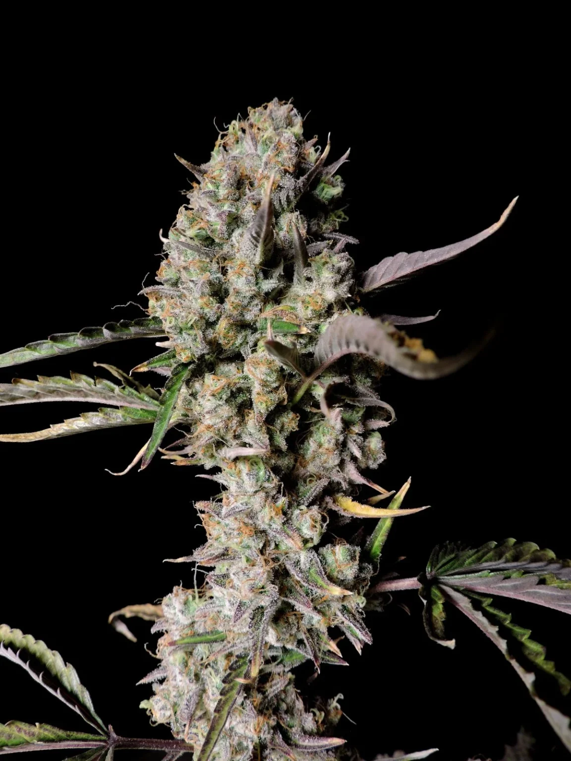 Gorilla Zkittlez Auto Ganadora de Dabadoo Brasil 2022: nuestra variedad más sabrosa con un récord de 29,845% de cannabinoides totales. 420 FAST BUDS - Imagen 5