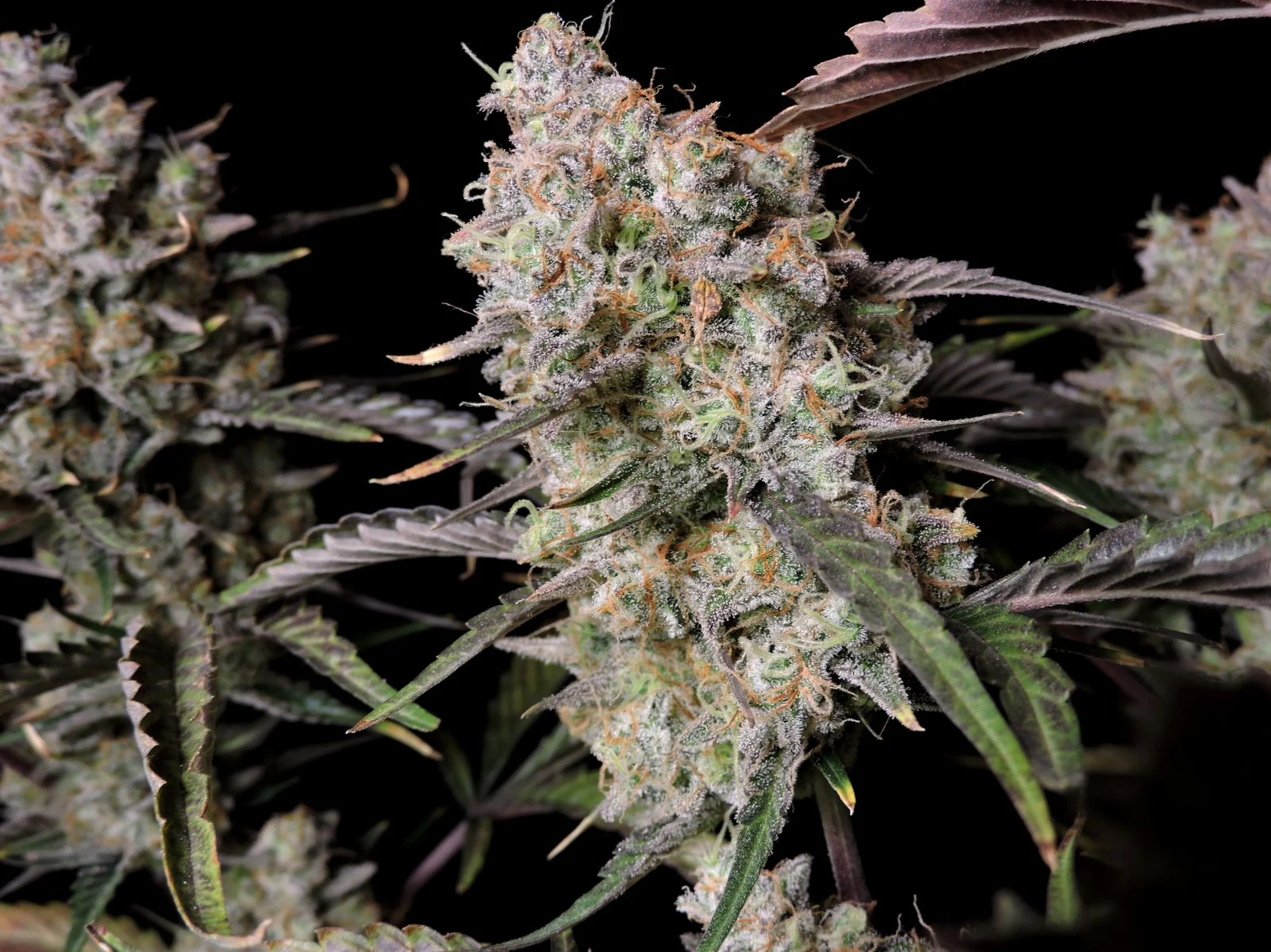 Gorilla Zkittlez Auto Ganadora de Dabadoo Brasil 2022: nuestra variedad más sabrosa con un récord de 29,845% de cannabinoides totales. 420 FAST BUDS