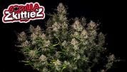 Gorilla Zkittlez Auto Ganadora de Dabadoo Brasil 2022: nuestra variedad más sabrosa con un récord de 29,845% de cannabinoides totales. 420 FAST BUDS - Imagen 4