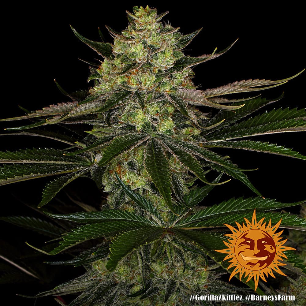 GORILLA ZKITTLEZ STRAIN - Imagen 3