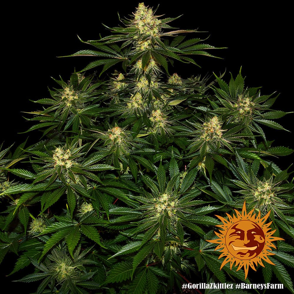 GORILLA ZKITTLEZ STRAIN - Imagen 2