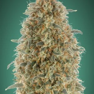 Gorilla Blue ADVANCED SEEDS