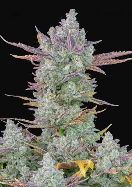 Gorilla Cookies Auto 420 FAST BUDS - Imagen 2