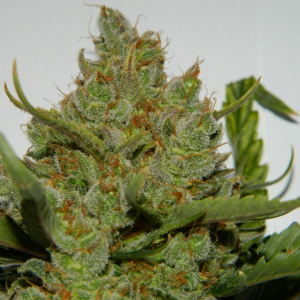 Green Crack Auto Una Experiencia, cargada con un sabor a mango. 420 FAST BUDS
